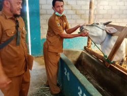 Dinas Peternakan dan Kesehatan Hewan Turun Periksa Hewan Kurban