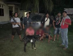 Polsek Biromaru Tangkap Komplotan Pencuri Ternak di Lolu