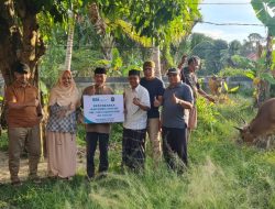 BSI KCP Poso Salurkan Tiga Sapi Kurban