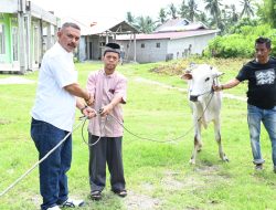 Masyarakat Baiya Palu Dapat Bantuan Sapi Kurban dari Gubernur Sulteng