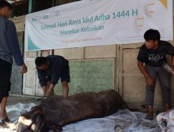 BSI Area Palu Kurban 32 Sapi dan 14 Kambing
