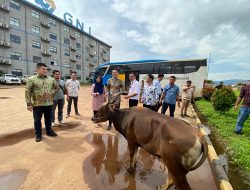 PT GNI Serahkan Bantuan Sapi untuk Memeriahkan Hari Raya Idul Fitri