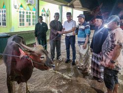 Menyambut Hari Raya Idul Adha 1445 H, Bupati Morut Serahkan Sapi Surban di Beberapa Tempat