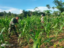 Babinsa Koramil 1311-03/Petasia Dampingi Petani Tingkatkan Hasil Petani Jagung di Keuno