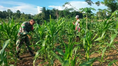 Babinsa Koramil 1311-03/Petasia Dampingi Petani Tingkatkan Hasil Petani Jagung di Keuno