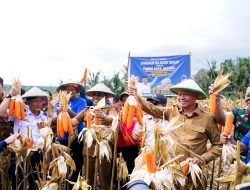 Bupati Sigi dan Gubernur Sulteng Panen Perdana Jagung, Dorong Sigi Jadi Sentra Produksi Regional