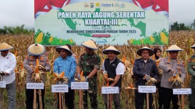 Dua Pekan, Bulog Sulteng Lakukan Penyerapan Jagung 70 Ton