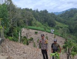 Sinergi Polri dan Warga, Jagung Jadi Andalan Ketahanan Pangan di Tangkulowi