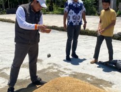 Petani Lebih Untung Jual Gabah Ke Bulog